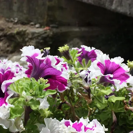 公寓 La Calla Rossa 莱万托